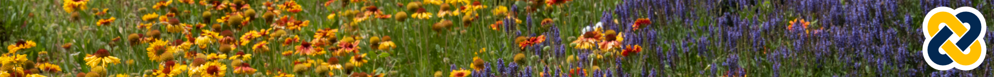 A small graphic of flowers in a UC Davis Arboretum flower bed. 